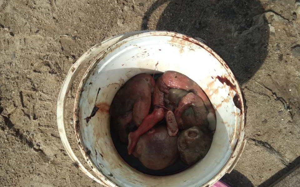 Fetos, possíveis gêmeos, são encontrados dentro de balde em praia de Manaus - Imagem: Divulgação