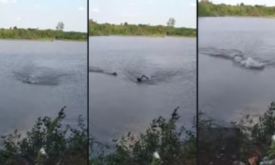Vídeo: Homem é atacado por jacaré enquanto nadava