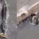 Vídeo flagra luta de cobra com jacaré em área urbana de Manaus