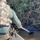 Vídeo : Sucuri de cinco metros fica entalada na margem do rio após comer uma presa grande