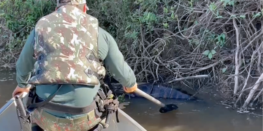 Vídeo : Sucuri de cinco metros fica entalada na margem do rio após comer uma presa grande