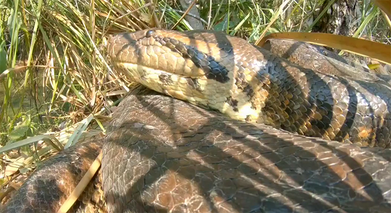 Vídeo : Cara a cara com anaconda de mais de 6 metros!