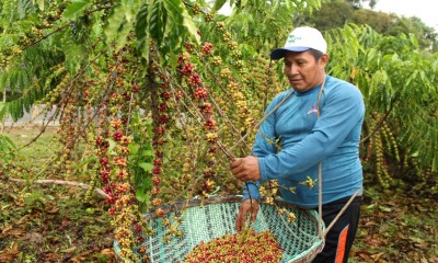Produção de café amazonense saltou de 7 mil sacas para 70 mil em 4 anos!