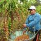 Produção de café amazonense saltou de 7 mil sacas para 70 mil em 4 anos!