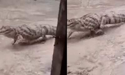 Jacaré maceta boia após a chuva na cidade de Manaus. "Sai dai que só da uma bucada"