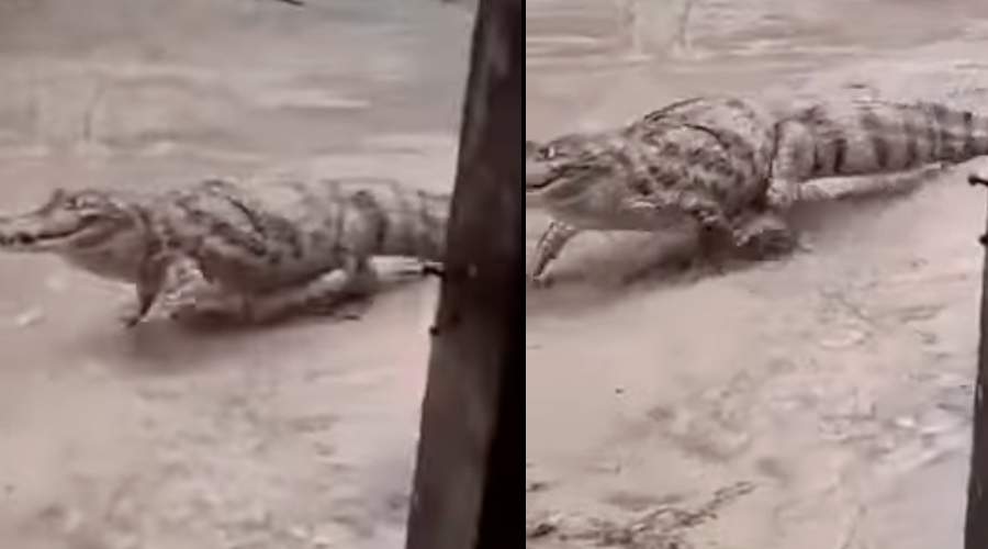 Jacaré maceta boia após a chuva na cidade de Manaus. "Sai dai que só da uma bucada"