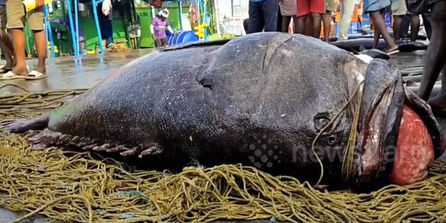 Pescadores capturam garoupa de 450 kg! Um dos maiores peixes ósseos no mundo