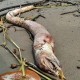 Monstro morto em praia faz moradores de ilha terem pesadelos! Veja o que é!