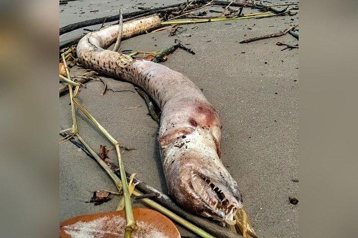 Monstro morto em praia faz moradores de ilha terem pesadelos! Veja o que é!