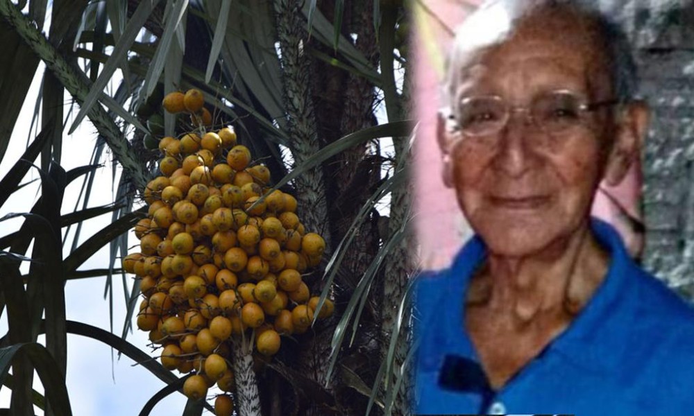 Em Manaus, idoso de 88 anos sai pra colher tucumã na mata e se perde!