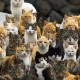 Você sabia que no Japão tem uma Ilha só de gatos?