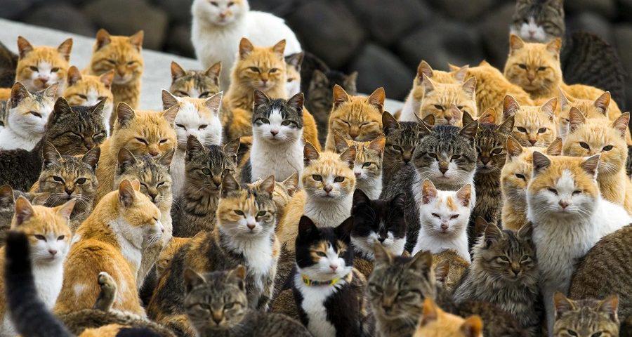 Você sabia que no Japão tem uma Ilha só de gatos?