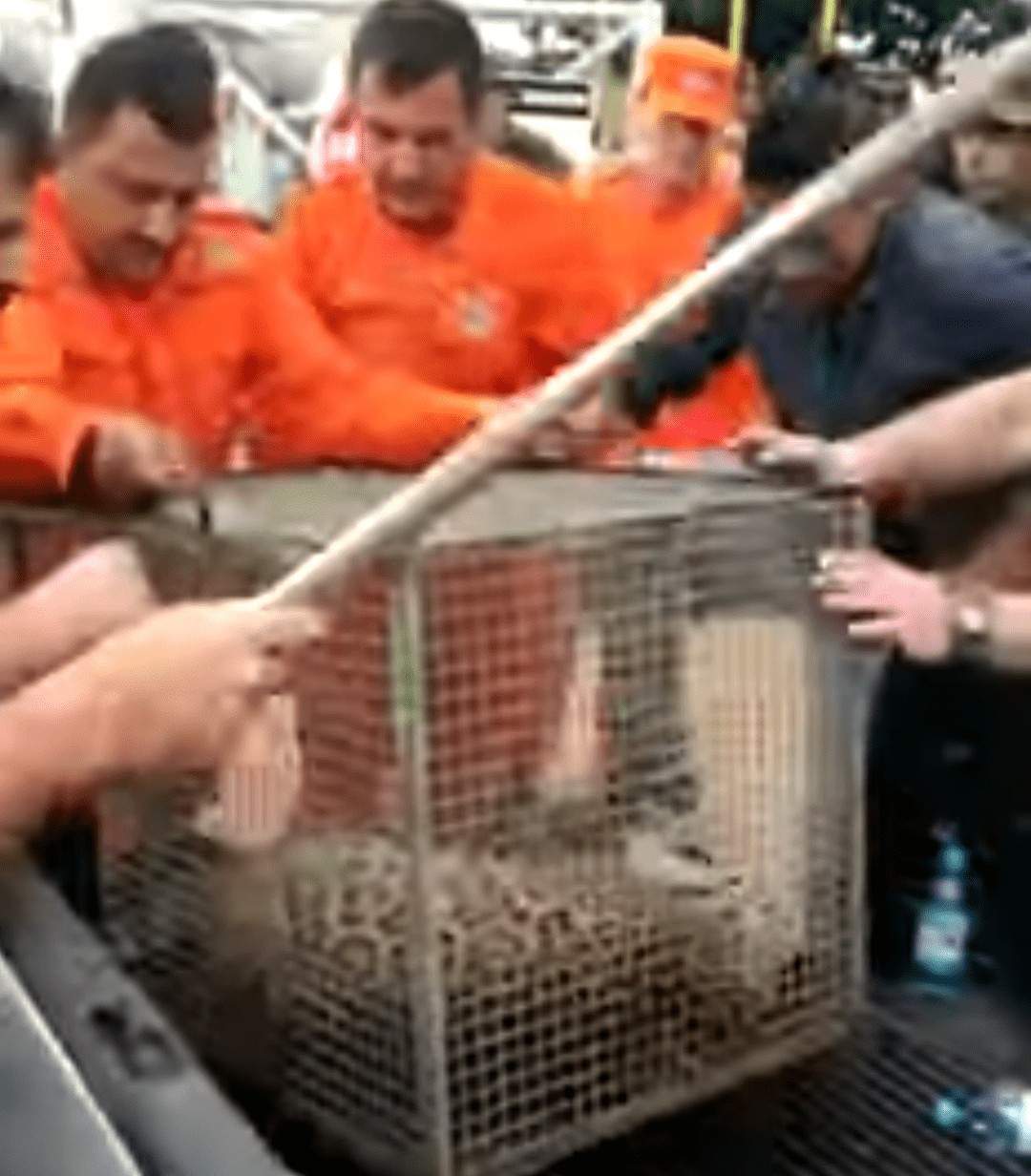 Vídeo: Onça-pintada invade aeroporto e assusta geral