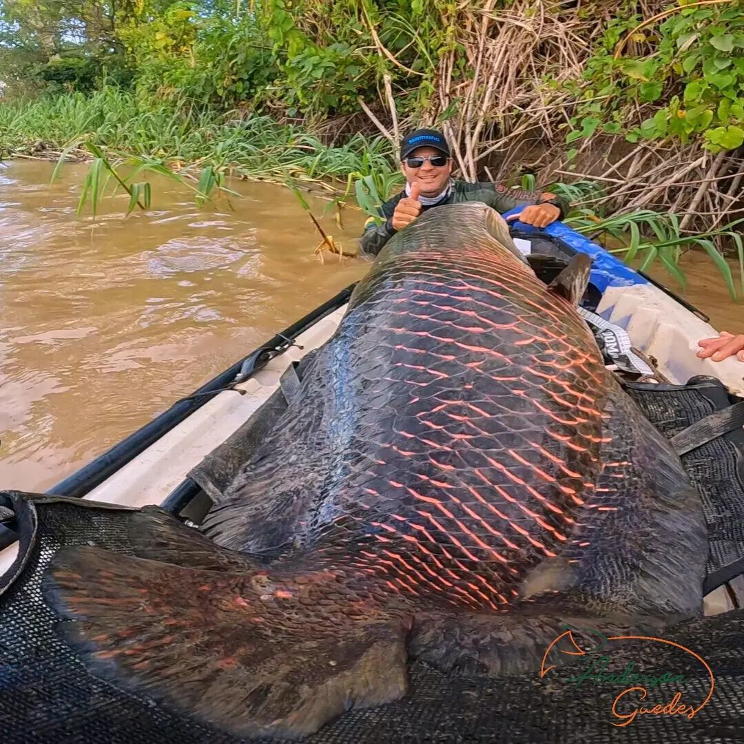 Pescador captura um pirarucu com mais de 100kg e comemora nas redes sociais o feito!