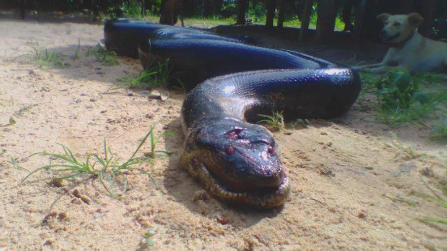 Anaconda morta / Reprodução/TV LIberal