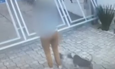 Vídeo mostra ataque de um Pitbull + 2 cachorros contra um Yorshire!