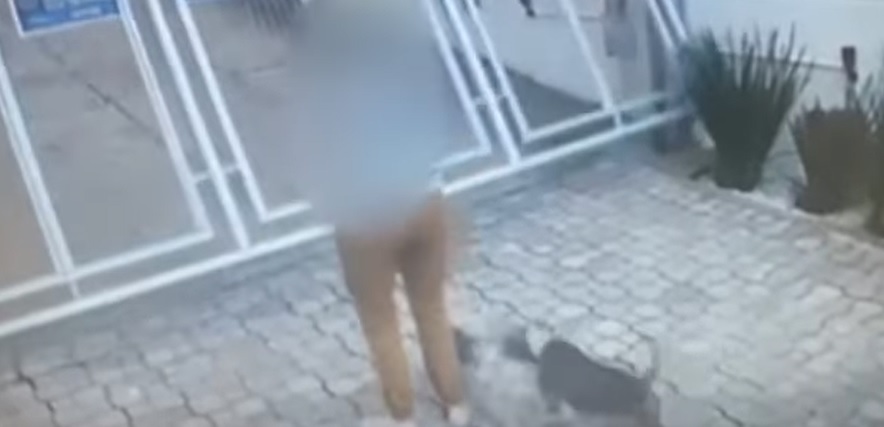 Vídeo mostra ataque de um Pitbull + 2 cachorros contra um Yorshire!