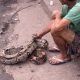 Vídeo : Bebinho tira onda com jiboia que encontrou no centro de Manaus