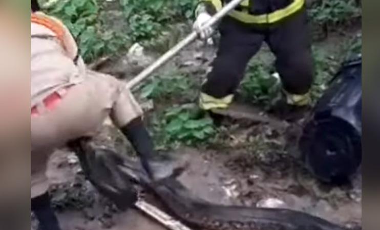 Vídeo mostra a captura de uma sucuri com cerca de 4 metros no Amazonas!