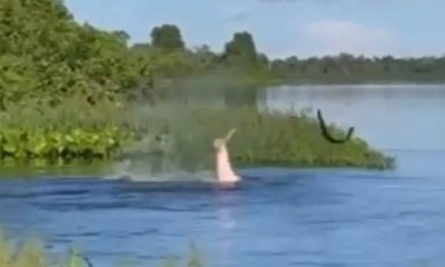 Vídeo : Boto é flagrado dando umas lapadas remosas em um peixe elétrico!