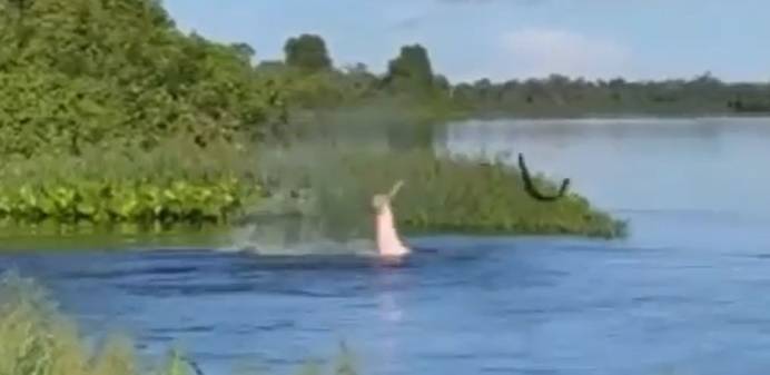 Vídeo : Boto é flagrado dando umas lapadas remosas em um peixe elétrico!
