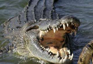 crocodilo de 3 metros em piscina nos estados unidos foto