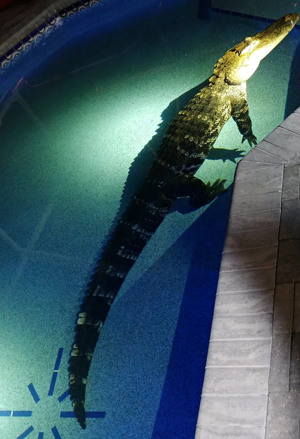 crocodilo de 3 metros em piscina nos estados unidos