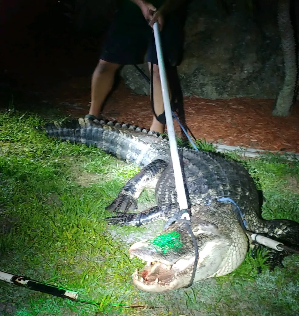 crocodilo de 3m em piscina nos estados unidos