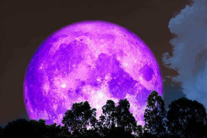 lua roxa completa sobre árvore da silhueta na floresta 119086927