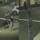 Vídeo: Cão pula de carro em movimento e ataca casal que passeava com filho de 3 anos e doguinho
