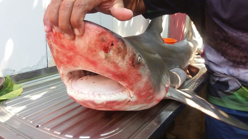  Tubarão é capturado no rio Amazonas, em Santarém