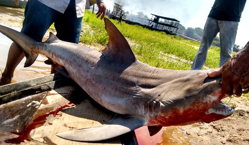  Tubarão é capturado no rio Amazonas, em Santarém