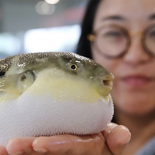 Saiba quanto tempo leva a prática para cozinhar um dos peixes mais venenosos do mundo!
