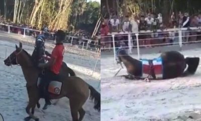 Vídeo +18: Cavalo cai durante corrida, fica em estado grave após ser forçado a participar de circuito no AM