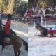 Vídeo +18: Cavalo cai durante corrida, fica em estado grave após ser forçado a participar de circuito no AM