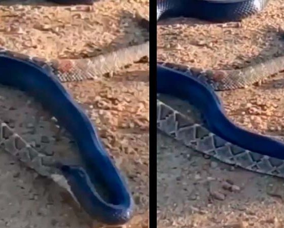Vídeo : Cobra engole poderosa cascável e mostra que ela é muito mais agressiva e terrível!