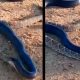 Vídeo : Cobra engole poderosa cascável e mostra que ela é muito mais agressiva e terrível!