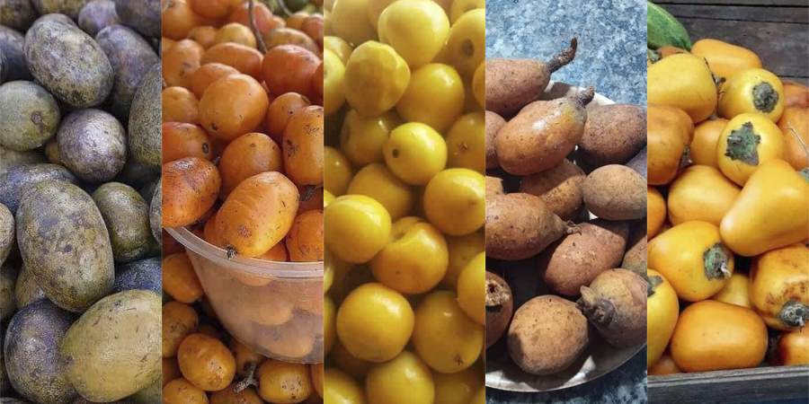 Conheça 5 Frutas Amazônicas desconhecido da grande maioria!