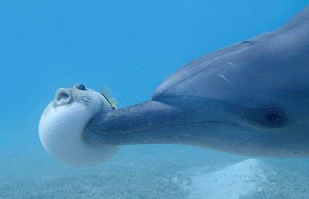 Você sabia que golfinhos se chapam com toxicina de baiacus?!