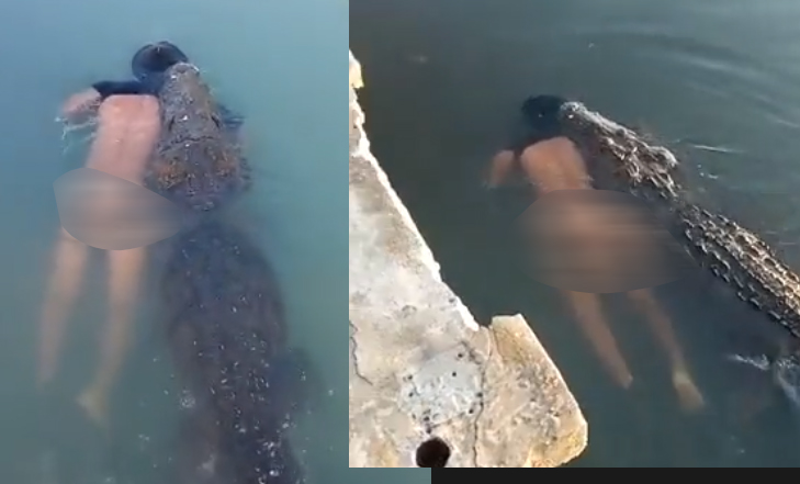 Vídeo +18 : Turistas flagram momento emq ue crocodilo arrasta sua refeição : UM HOMEM!