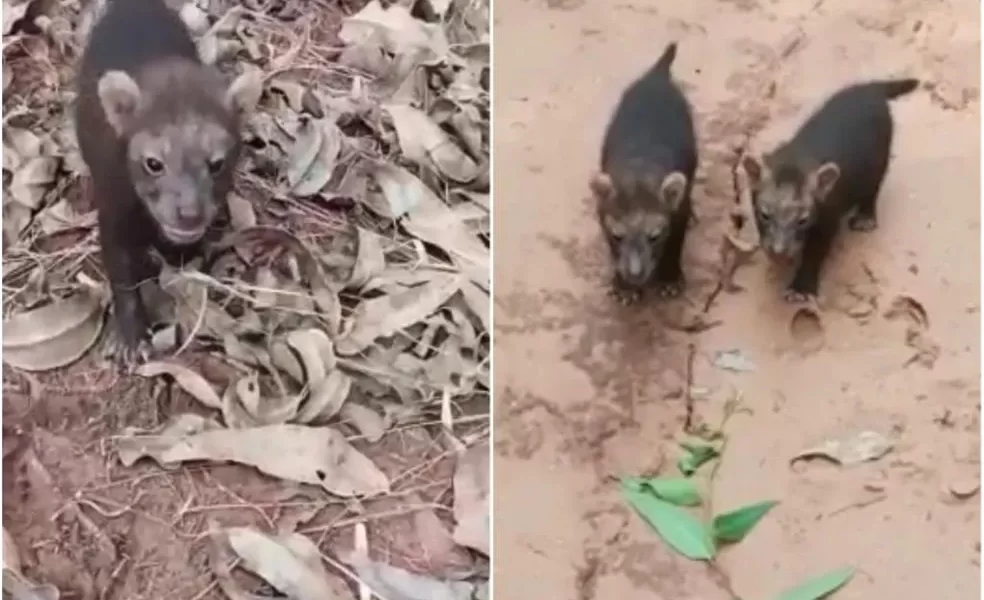 Vídeo: Cachorro raro e prestes a desaparecer aparece em mata