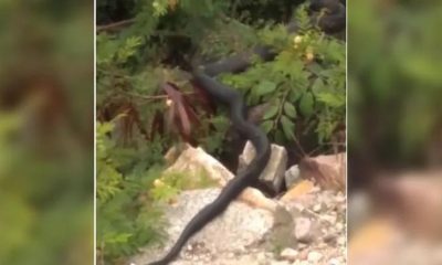 Vídeo : Cobra preta gigante assusta moradores : “Tomem cuidado”, escreveu o morador