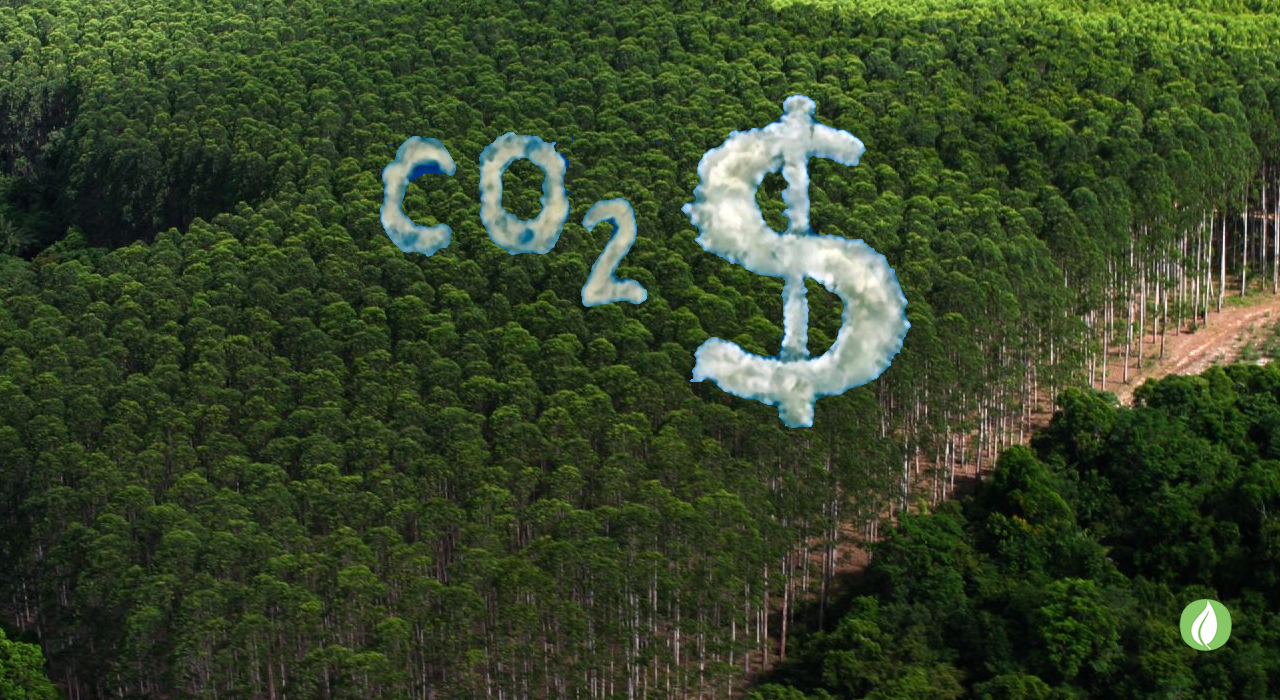 Crédito de carbono está se tornando realidade e já movimentará 19 milhões em 2023 