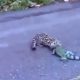 Vídeo : Motorista flagra um filho de onça pintada devorando uma iguana no meio da rua!