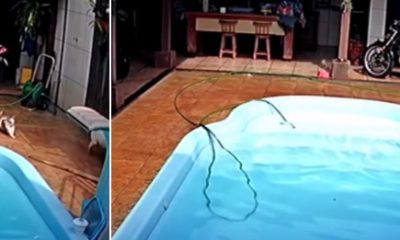 Vídeo mostra momento em que Pitbull salva cachorrinho que estava se afogando na piscina!