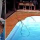 Vídeo mostra momento em que Pitbull salva cachorrinho que estava se afogando na piscina!