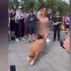 Vídeo +18 : Mulheres são flagradas fazendo show erótico no meio da rua!