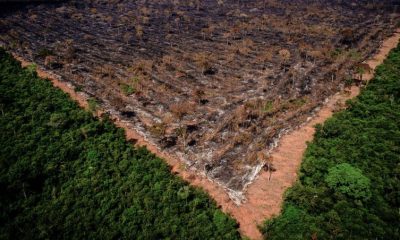 Amazônia é o bioma com mais pastagens no Brasil