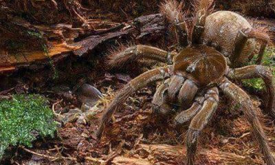 A Maior aranha do Mundo vive no Brasil