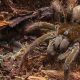 A Maior aranha do Mundo vive no Brasil